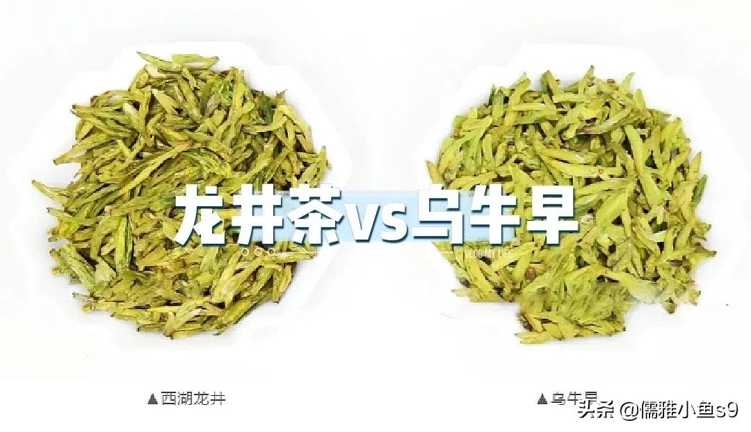 乌牛早和龙井的区别（乌牛早和龙井茶3招彻底分清）