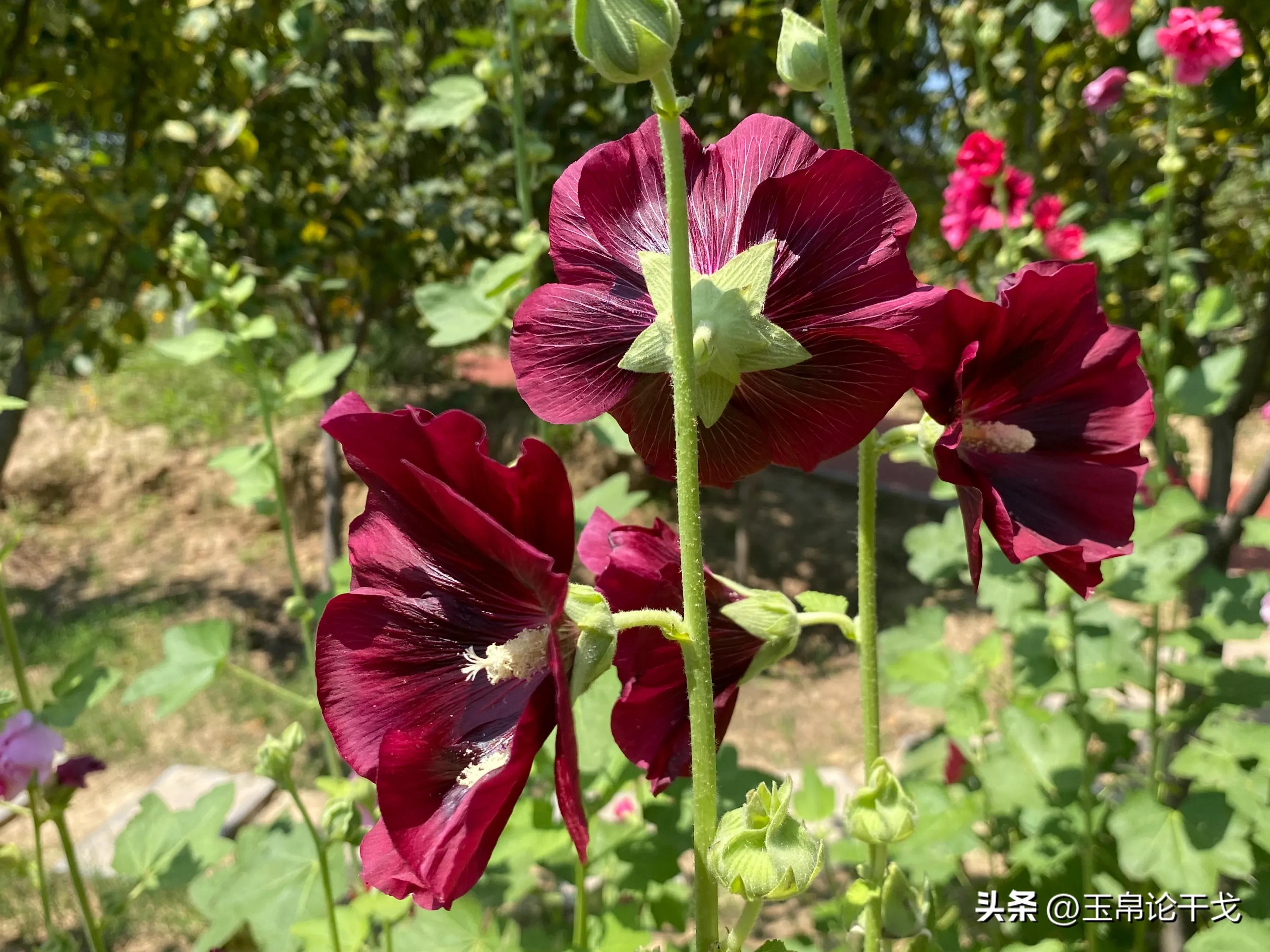 擦边情人谷