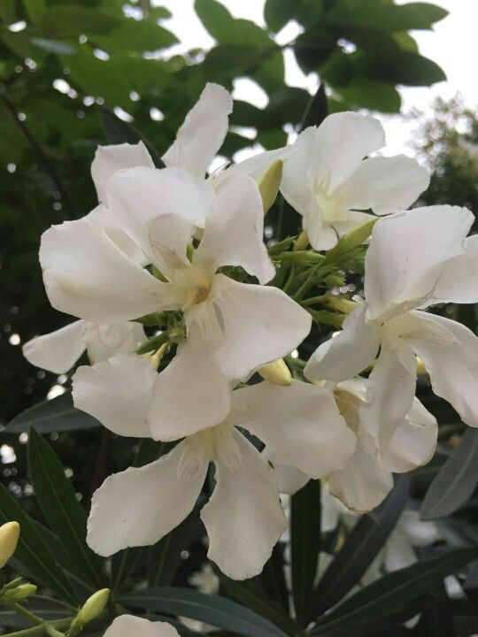 3種“有害花”，為啥還要養，其實用處大得很