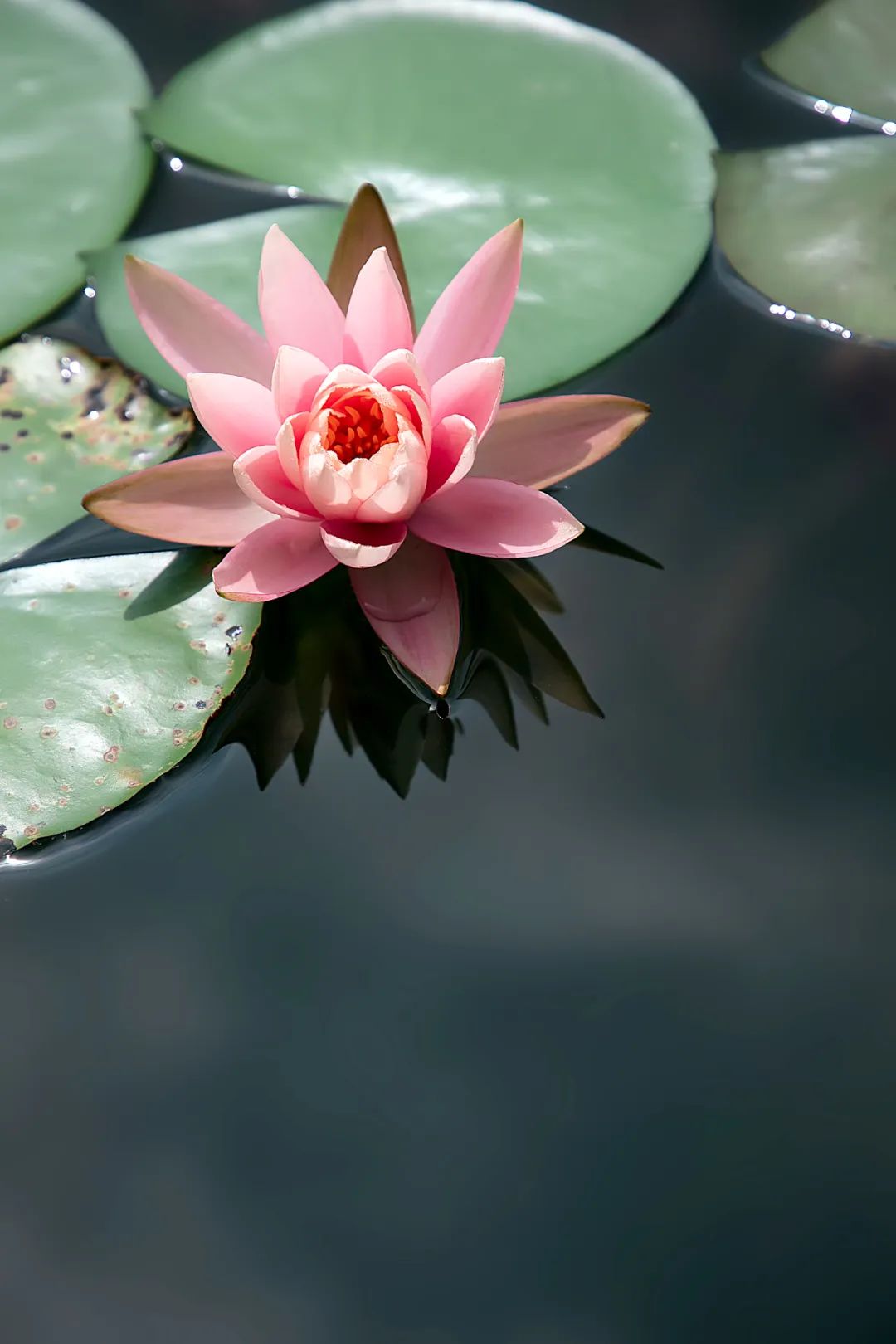 蓮的清香,繡球的奼紫嫣紅,總有風景令你挪不開腳步.