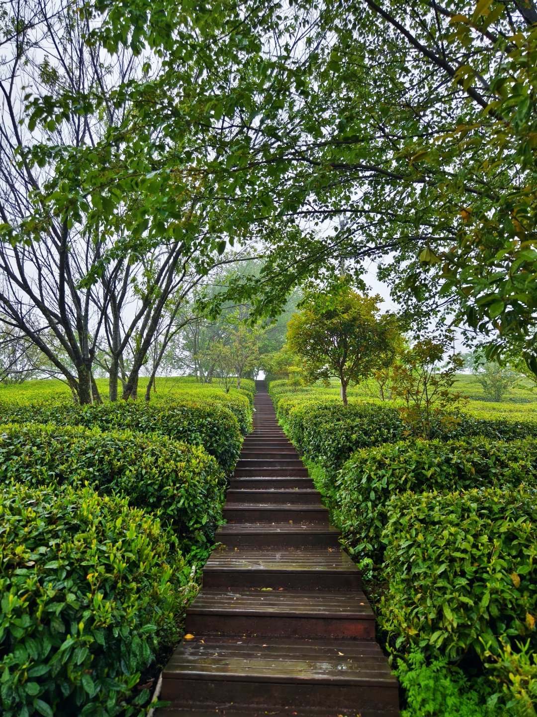 第四届陕西网上茶博会—茶旅精品线路推荐之镇巴篇