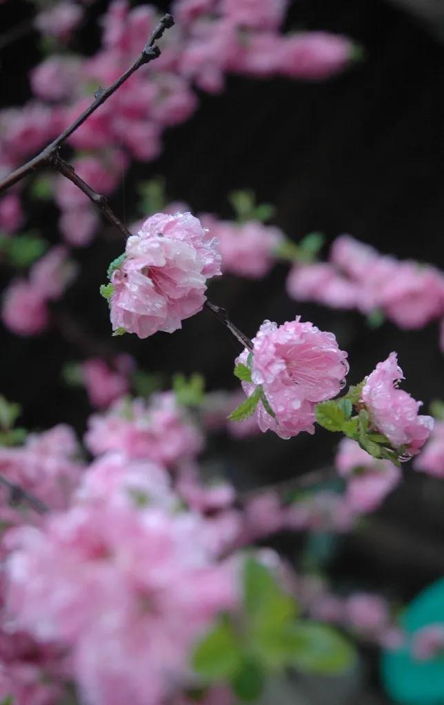 分享图片，浪漫唯美粉红色的花