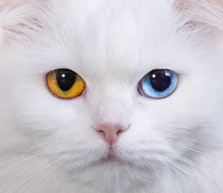 科普：猫咪的眼睛竟然如此奇妙，探寻猫眼里的线索秘密