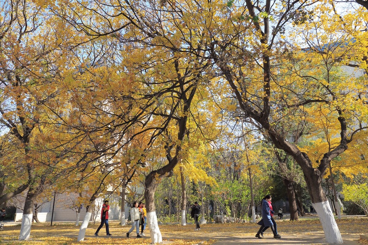 综合评价招生有多“豪”，最高降72分录取，你都知道哪些准备工作