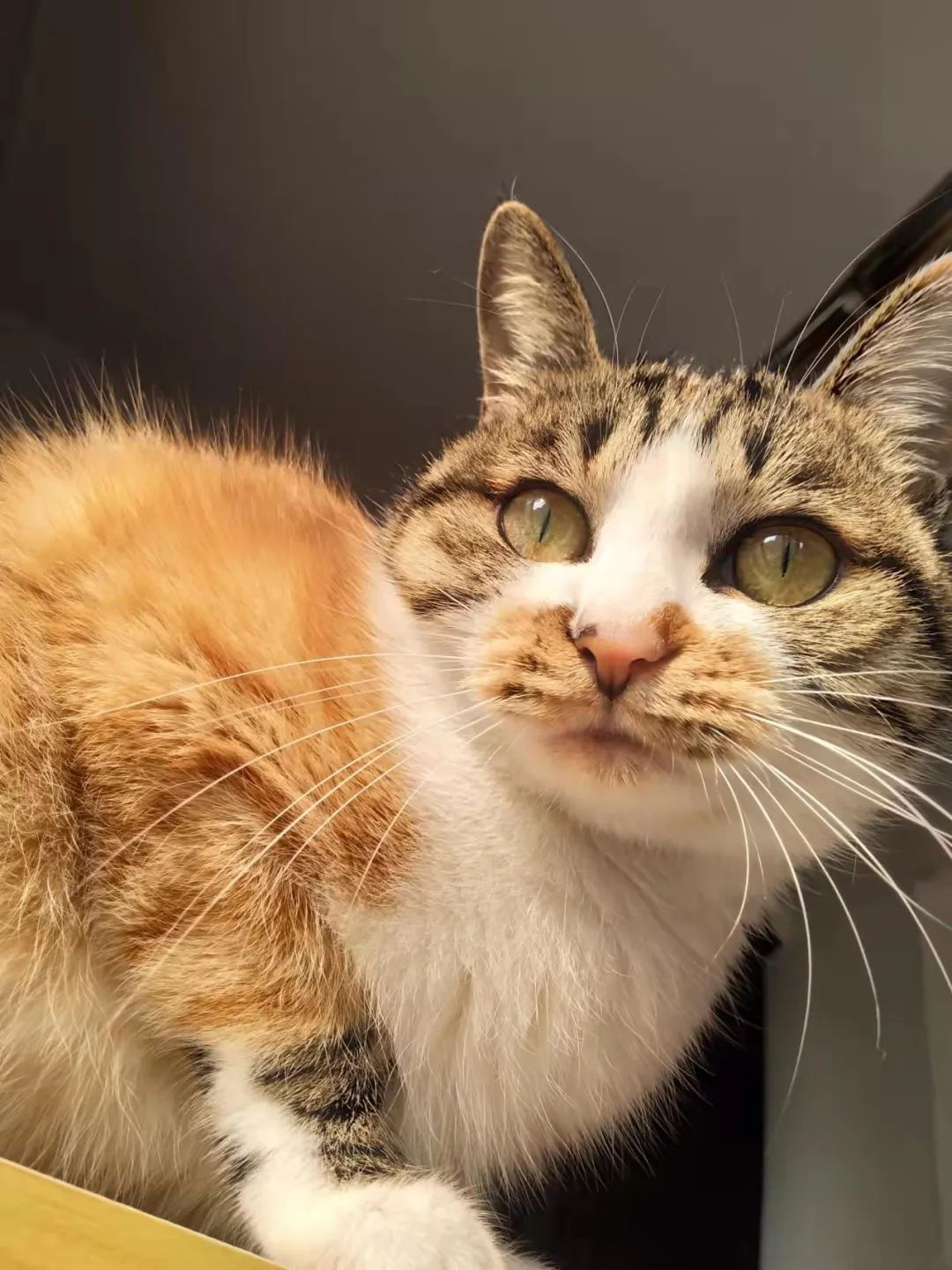 超稀有的三花公猫到底长啥样?这回我终于见到了.