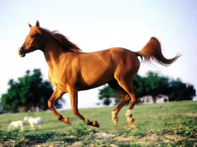 赤兔马原来是董卓的爱马,为了得到吕布的效忠,将赤兔马送给天下第一将