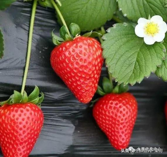 越秀草莓图片（中国草莓主要产地分布及品种介绍）