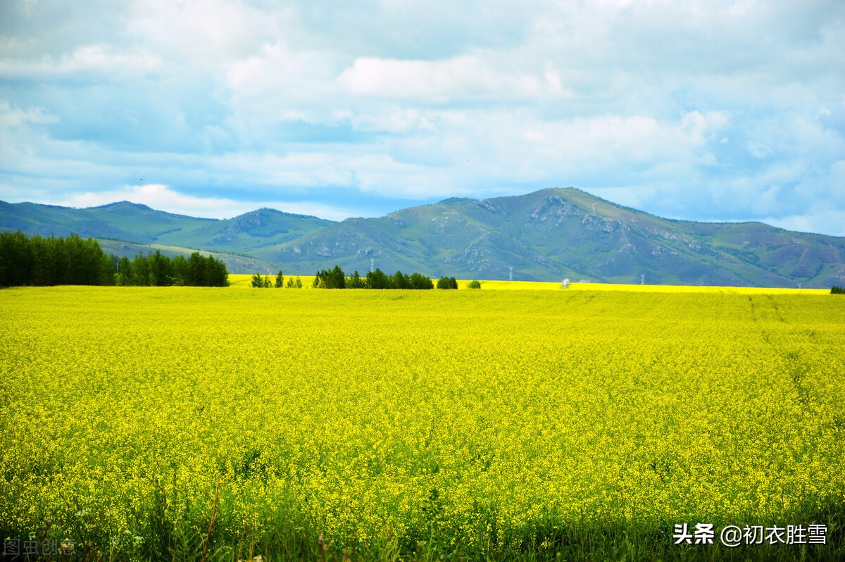 古诗词里的冬月花开五首：冬月梅花斗雪新，菜子花黄带雨新