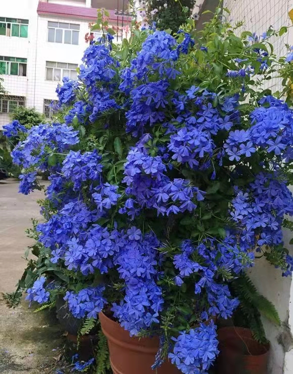 好看的花草有哪些（推荐7种越晒越泼辣的漂亮花）