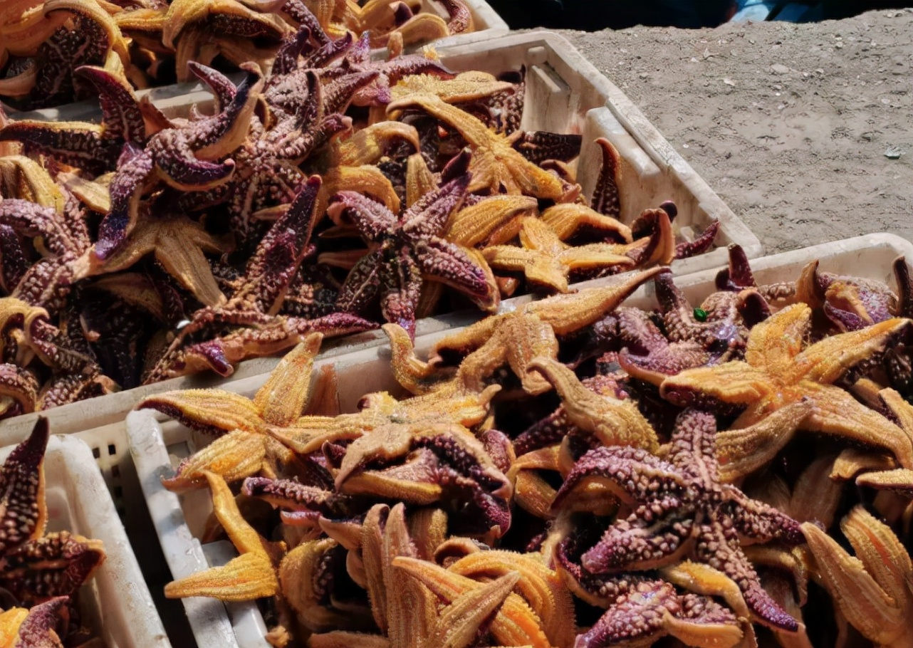 “海底蝗虫”又来了，专吃鲍鱼和蛤蜊！胶州湾海星为何泛滥成灾？