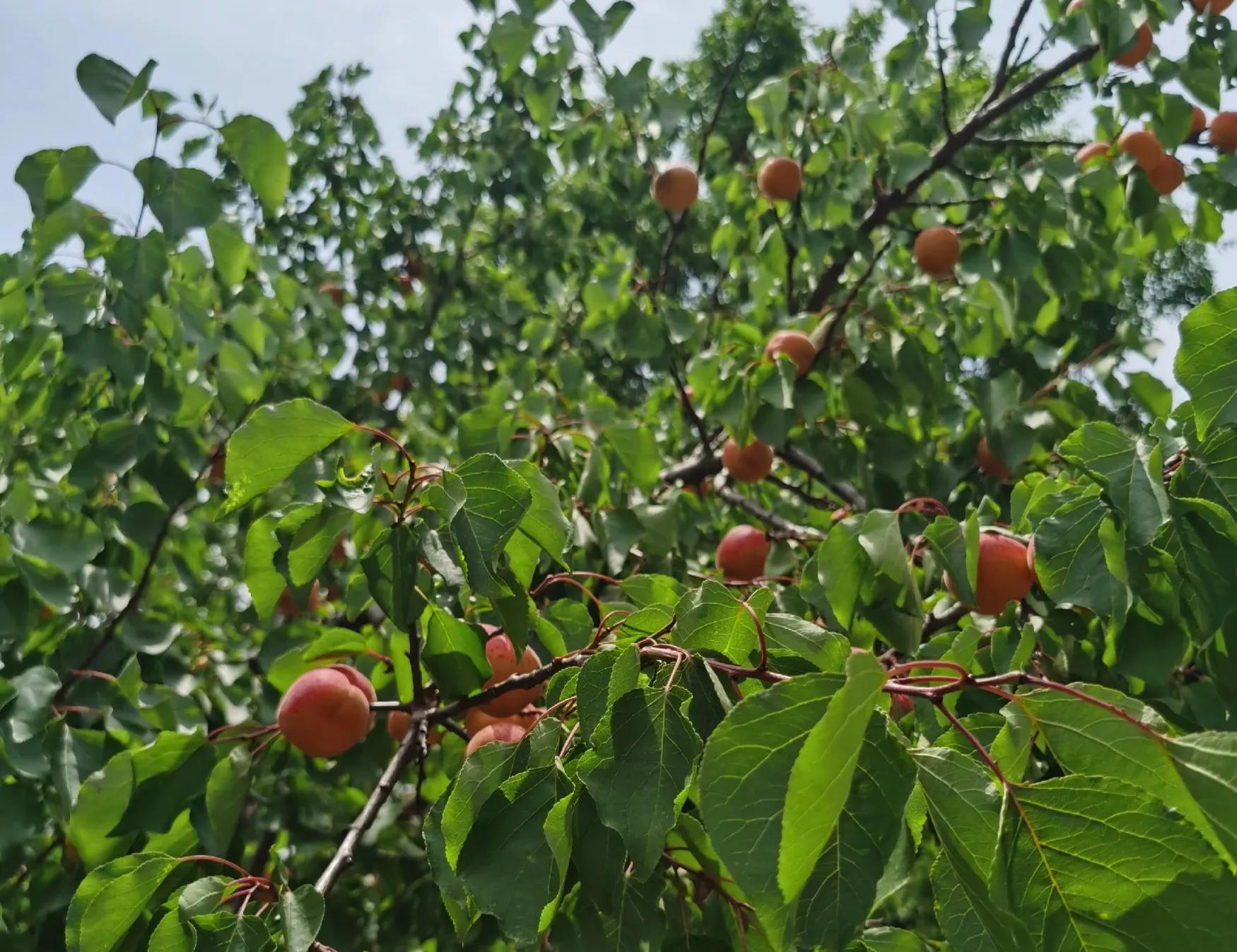 消失的春天 第十一集 东北防务