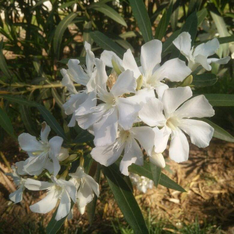 3種“有害花”，為啥還要養，其實用處大得很