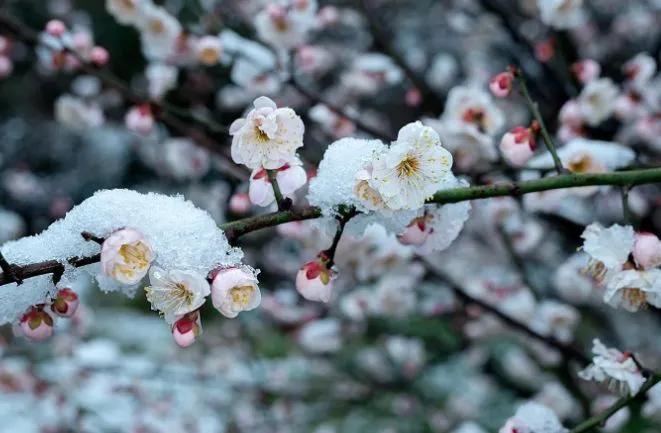 听，那是雪落的声音