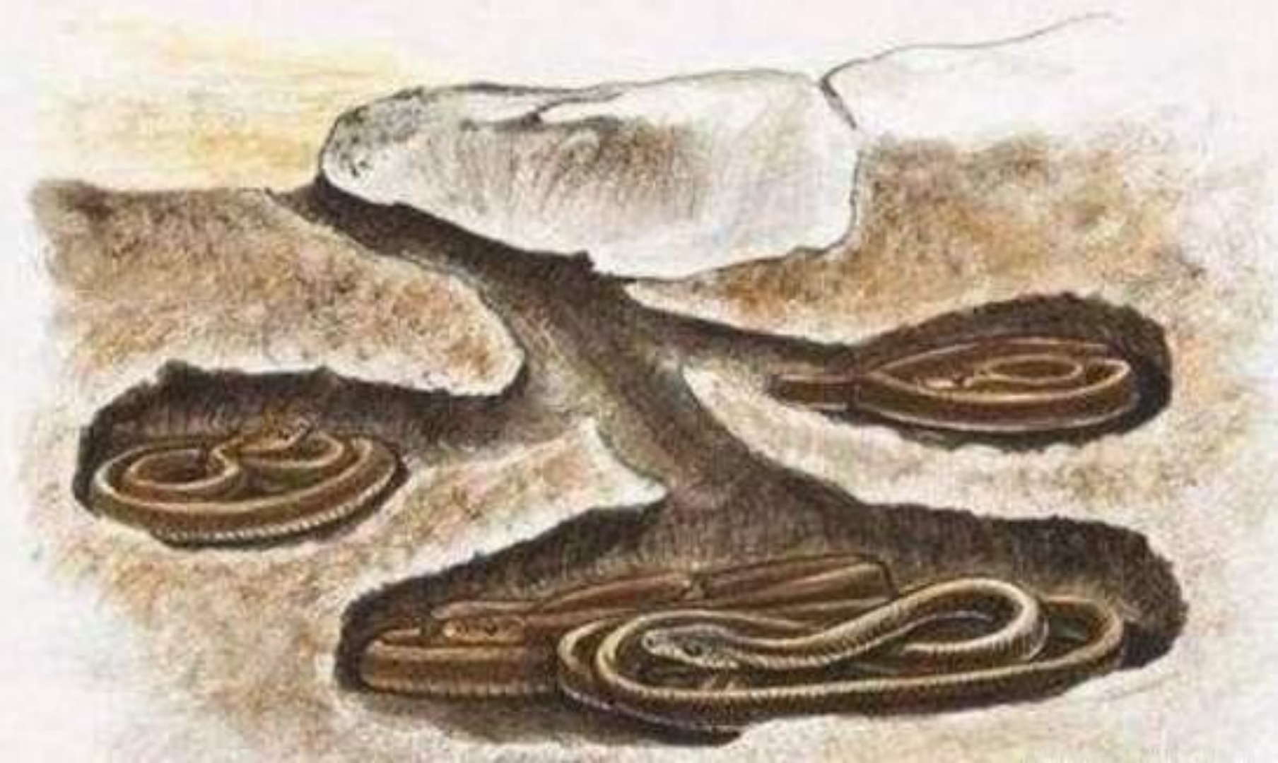 大连蛇岛疯狂“内卷”，0.73平方公里2万条蛇，岛上的蛇都吃什么