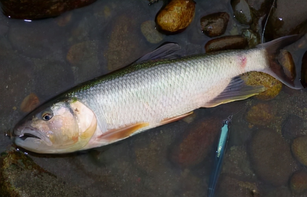 馬口魚：嘴巴像馬嘴，重不過1兩，卻是“魚中珍品”，1斤高達60元