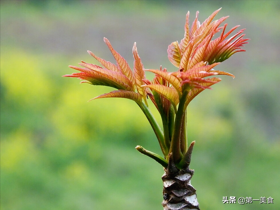 三月这菜赶紧吃，“头茬赛人参”！5种好吃做法，鲜香味美吃不够