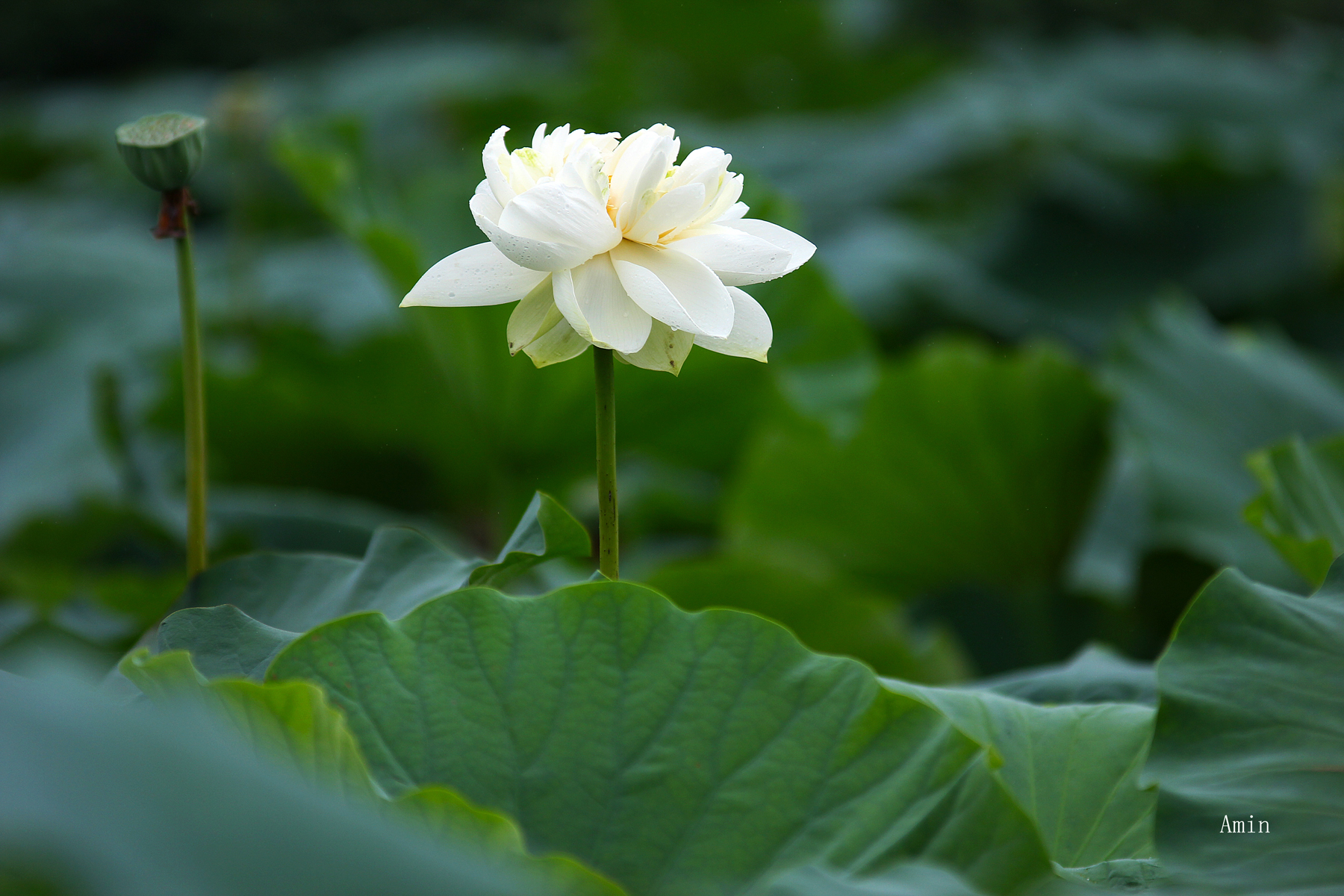 落花无言，人淡如菊，心静如水：修心智慧金句，值得收藏