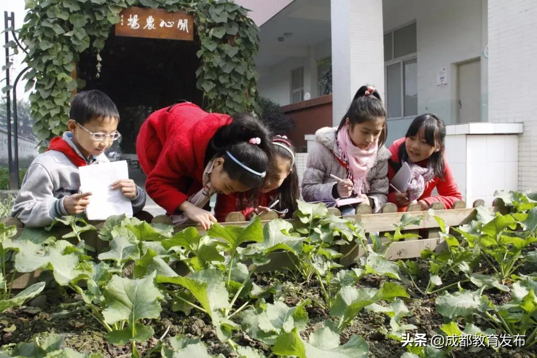 成都又获教育部点赞！这次是为啥？