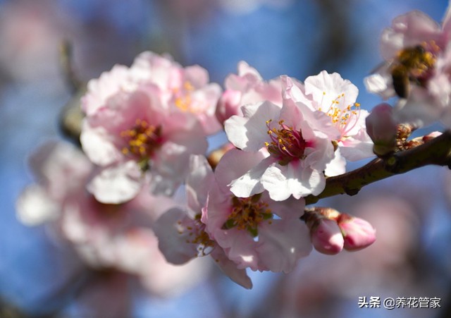 杏花几月开花（杏花微雨惊艳了江南的三月天）