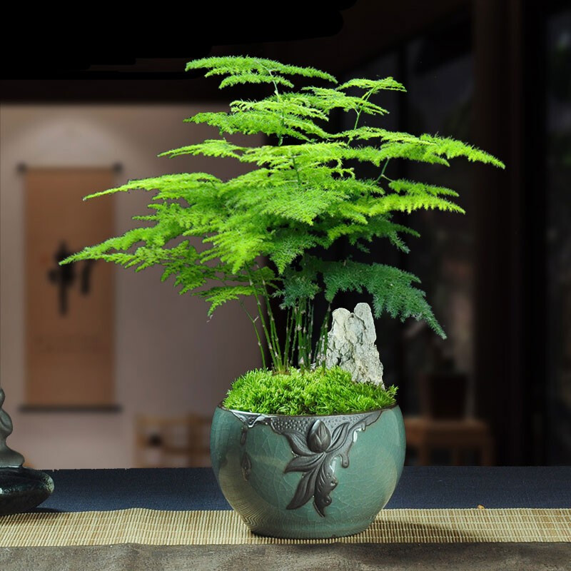 飞羽竹芋是（40款超治愈的家居绿植介绍）