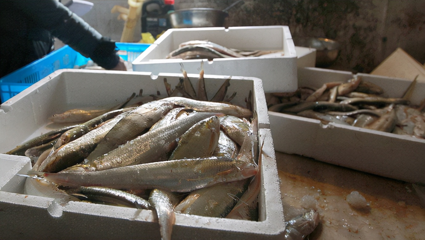 一斤8000元!9条罕见的刀鱼现身靖江鱼塘,鱼塘主:从未放过鱼苗