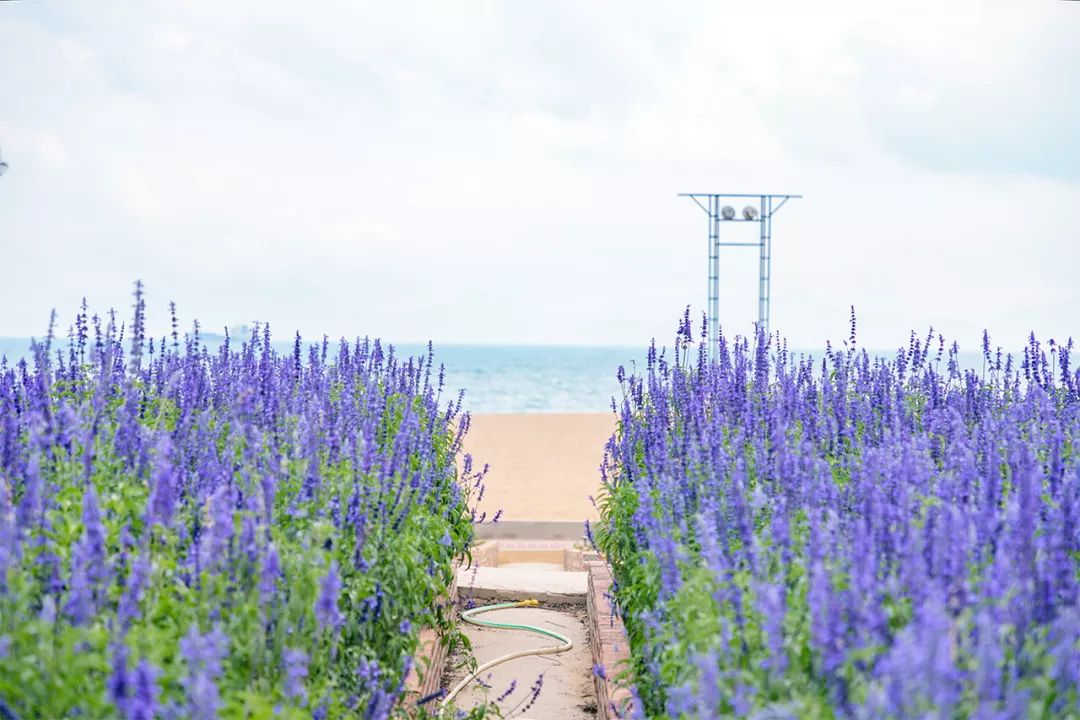 玫瑰海岸攻略(深圳玫瑰海岸自驾游攻略)-知道啦