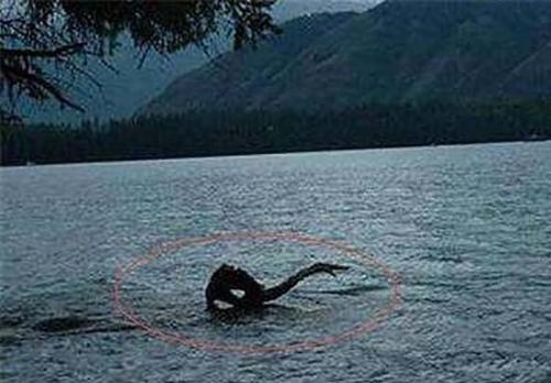 青海湖水怪谜团：说是蛇颈龙有有点不靠谱了