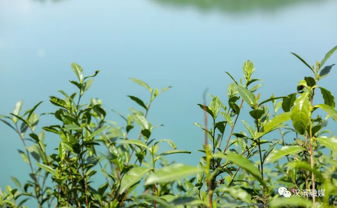 流水镇：半江春色半江水 秀美春色惹人醉