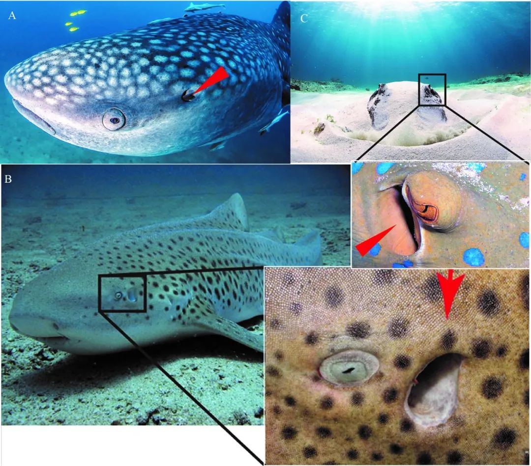 长达200年的解谜过程:鱼类曾经用我们的耳朵来呼吸