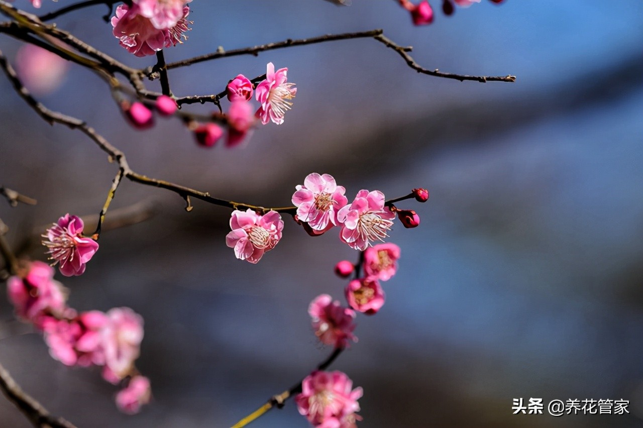 花中皇后是什么花（古人最爱的15种花卉的雅称）