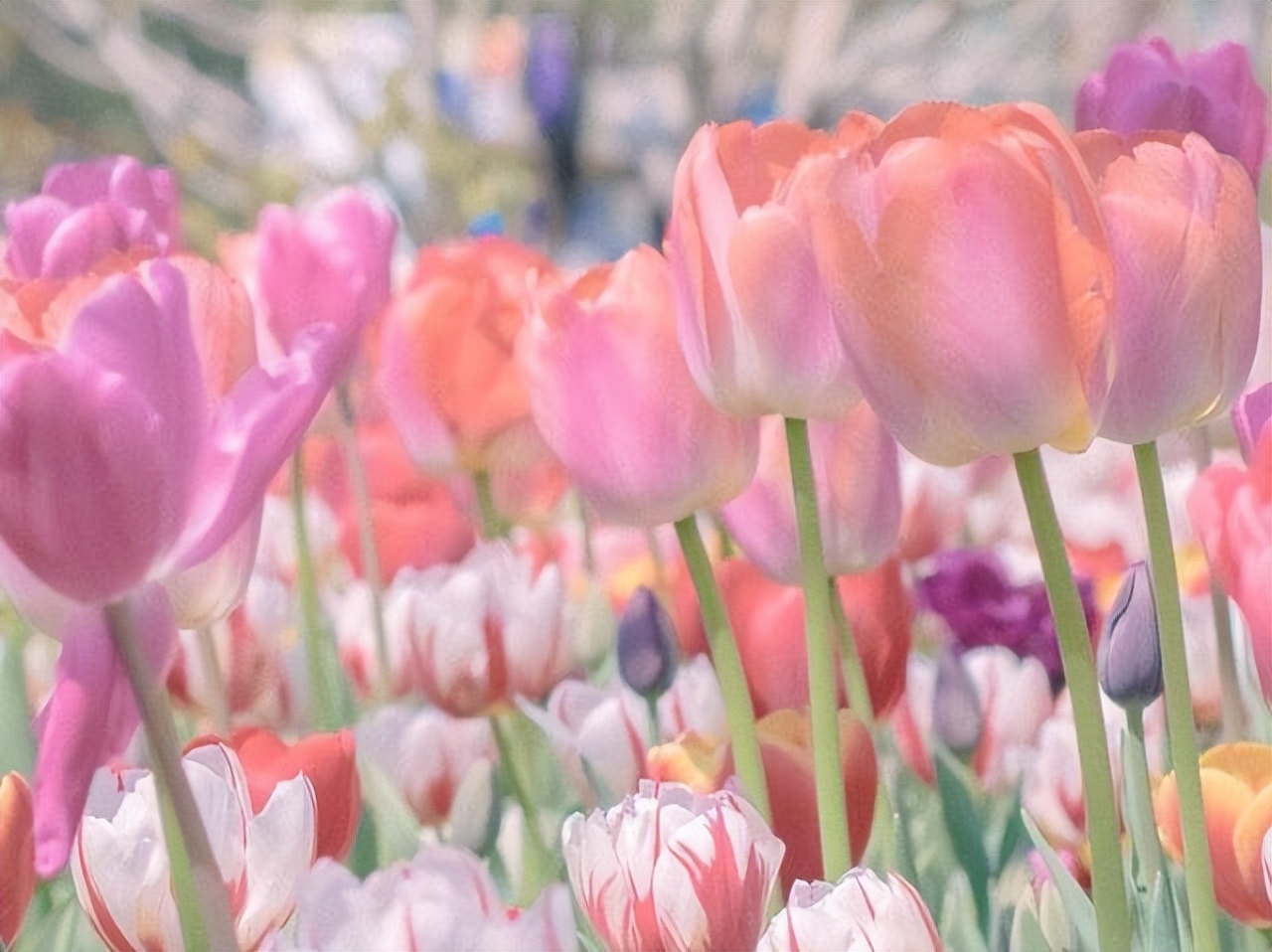 跟巨蟹座谈恋爱，需要掌握的几点相处法则？用温柔，对抗情绪化
