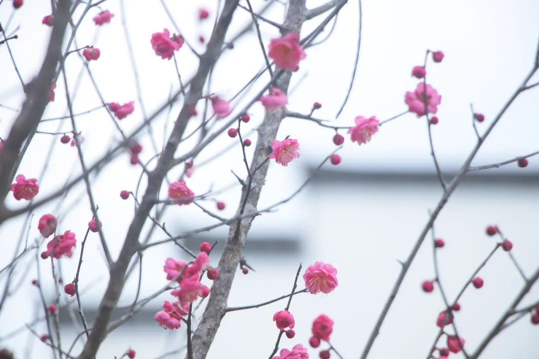 来看花海！这是属于昱城的春日浪漫