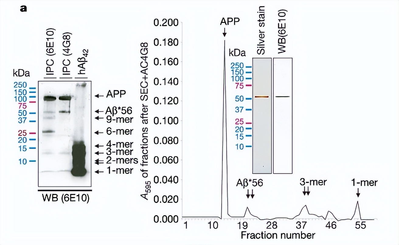 阿尔茨海默症开创性论文涉嫌造假，后果究竟有多严重？