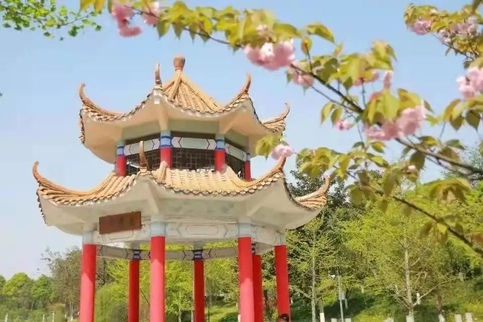 一次拿下“2个”学位！西南政法大学这8个项目今年招生，报考必看！