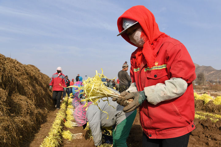 黄土高原“韭黄村”里的乡村治理密码
