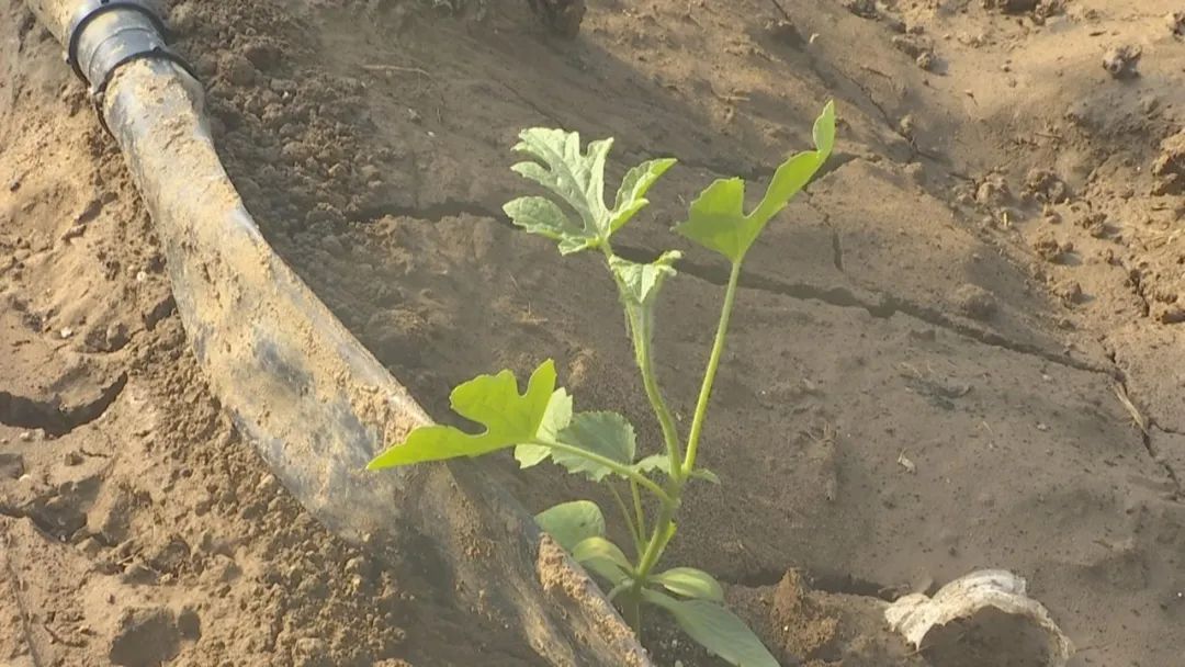 好品山东｜西瓜随便吃，种子得留下！这是啥操作？