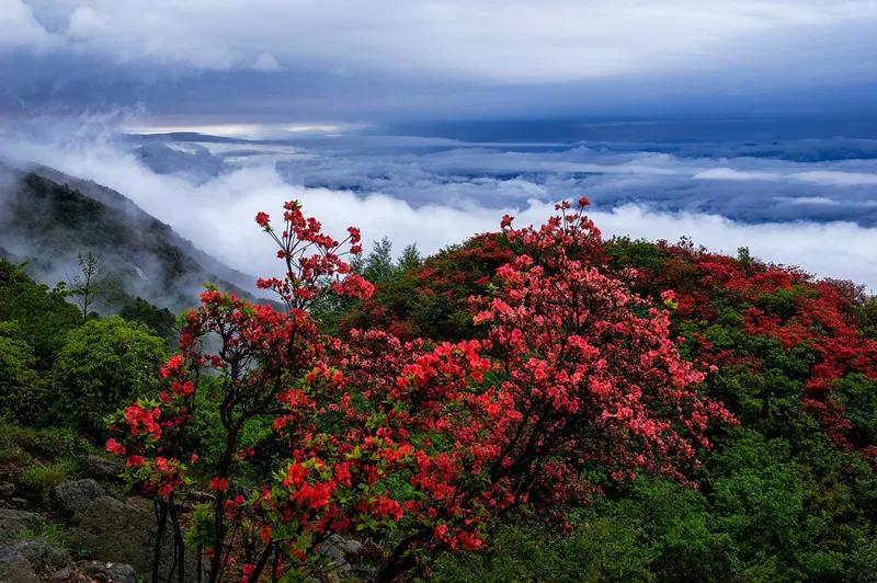 春雨贵如油，雨润大地杜鹃开