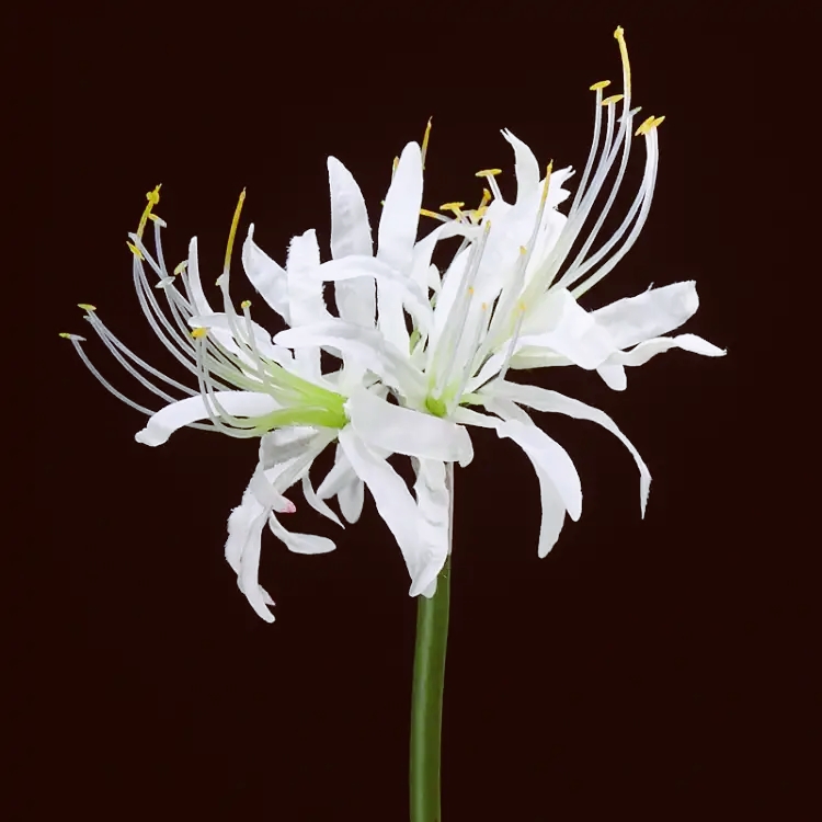 伤感花的故事寓意 _飞翔号