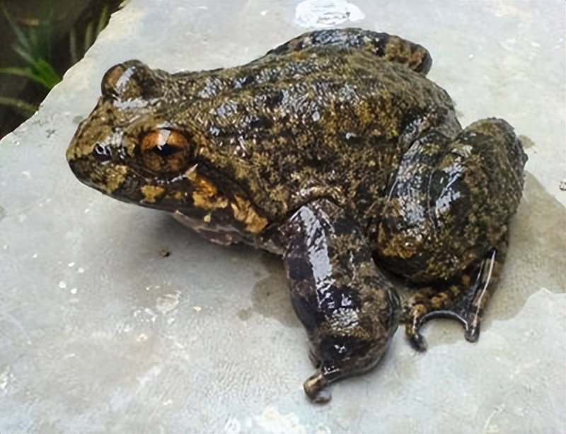 石蛙的学名是棘胸蛙,有的地方也叫它石蛤,因为这种蛙的叫声是"咕咕咕"