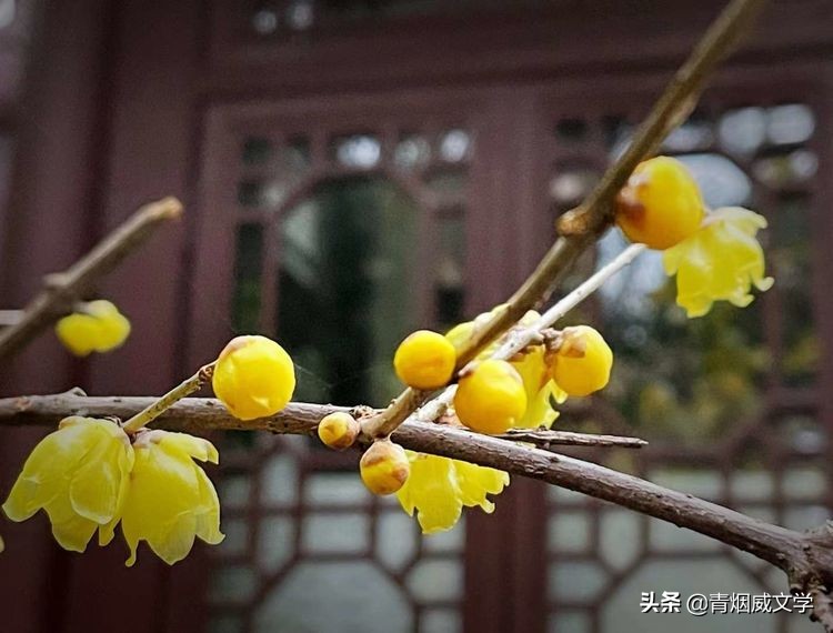 蝶恋花·孤影独对夜未央，情深难寄，思绪如潮涌心间