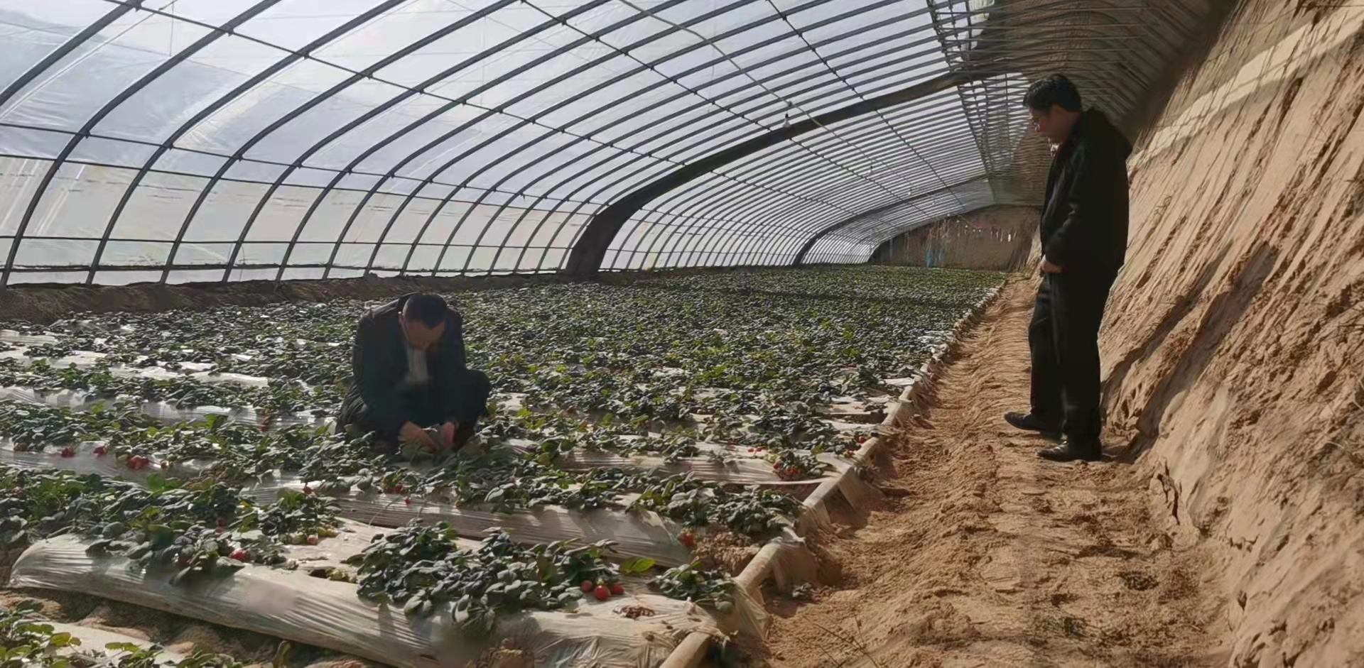 阳春三月下地忙