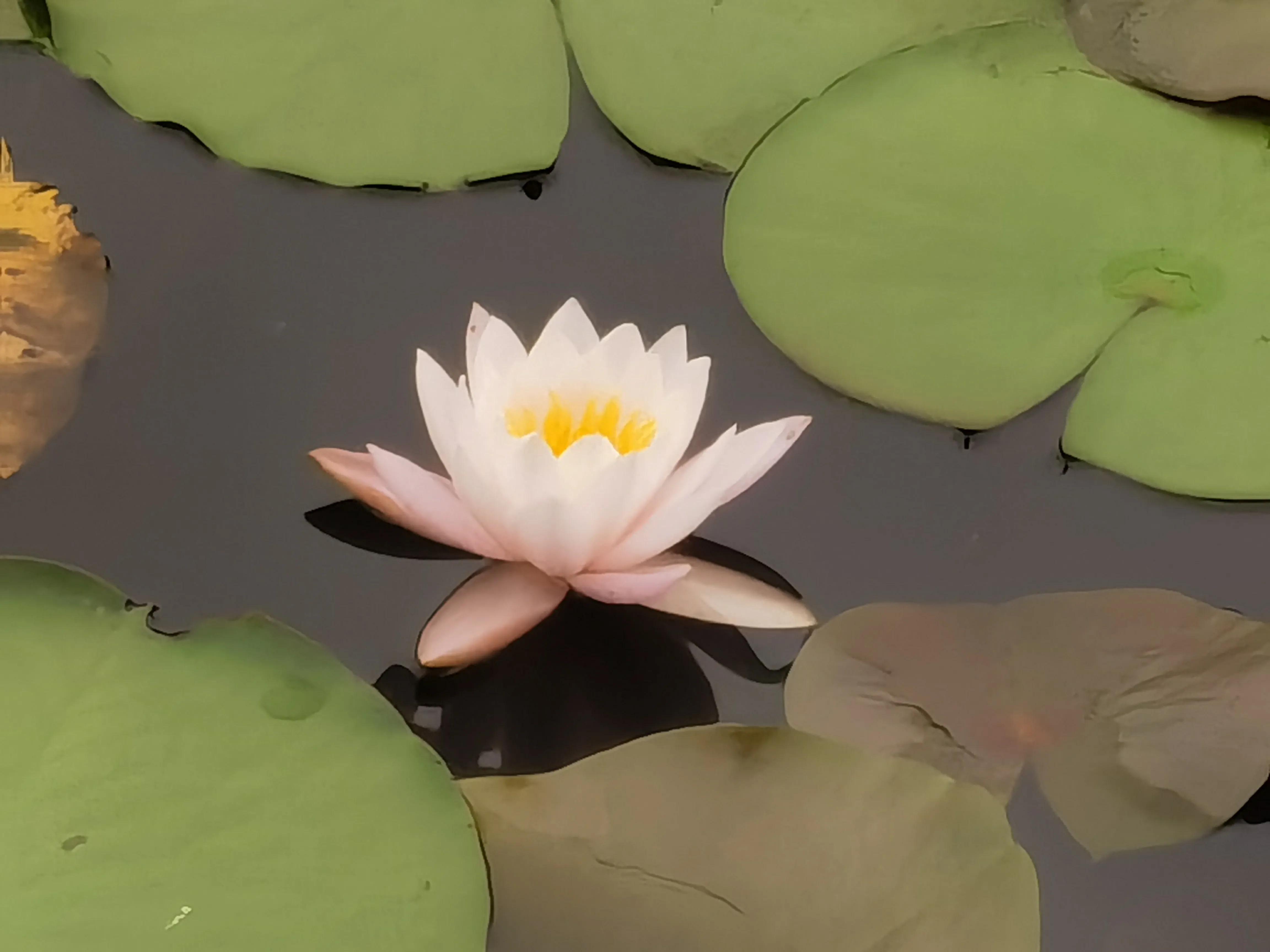 仓央嘉措——陌上花开