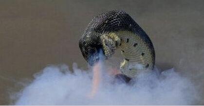 安徽巨蟒渡劫事件：具体真实性还存在巨大的争议