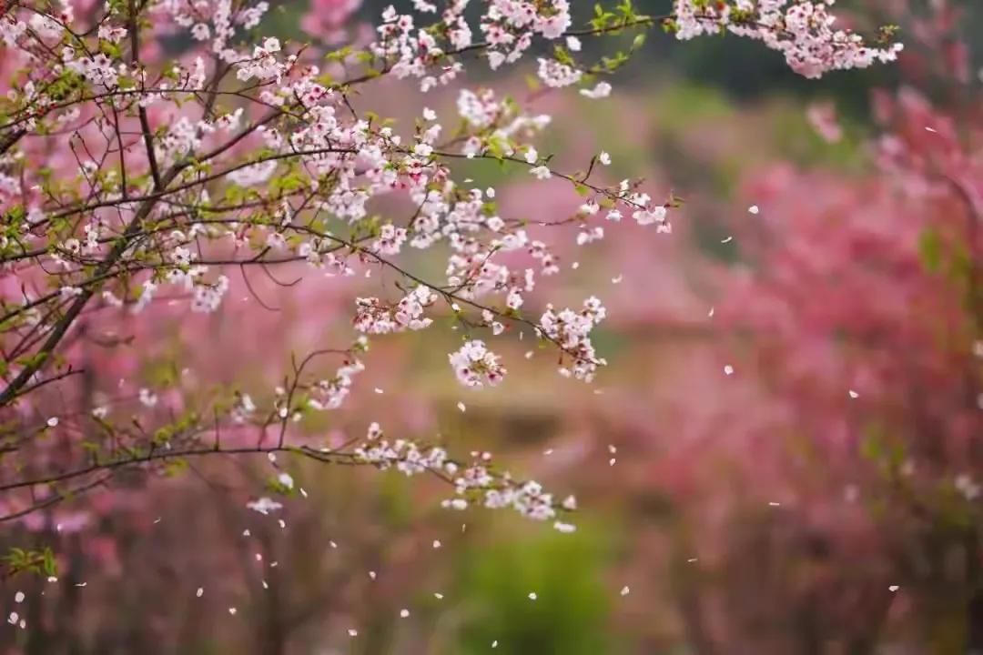 烟如柳诗词三十首（最新2021年12月）