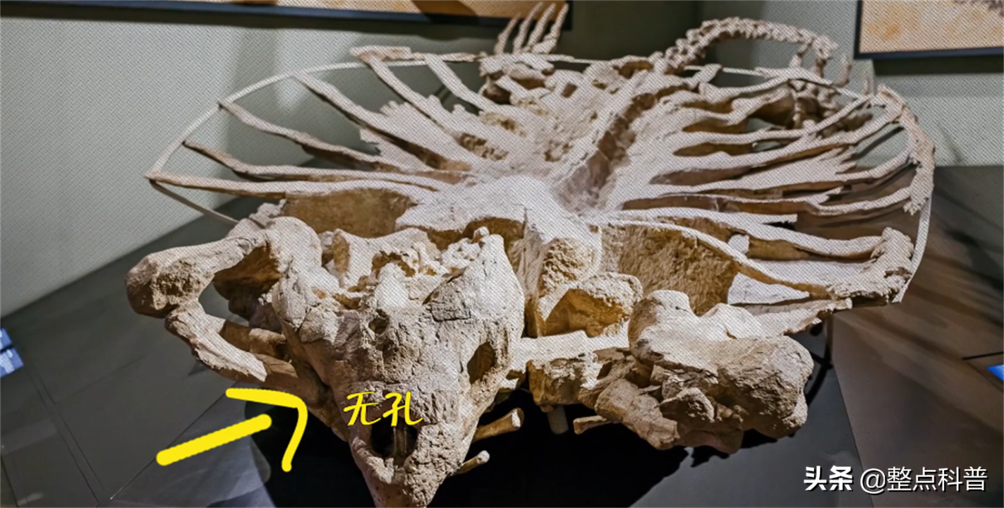 进化论的终极bug：乌龟，如何成为科学家们的“噩梦”？