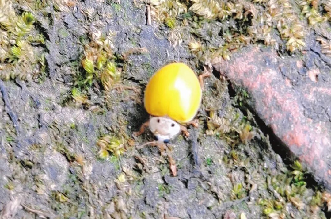 快来看看成都锦城学院的春日美景