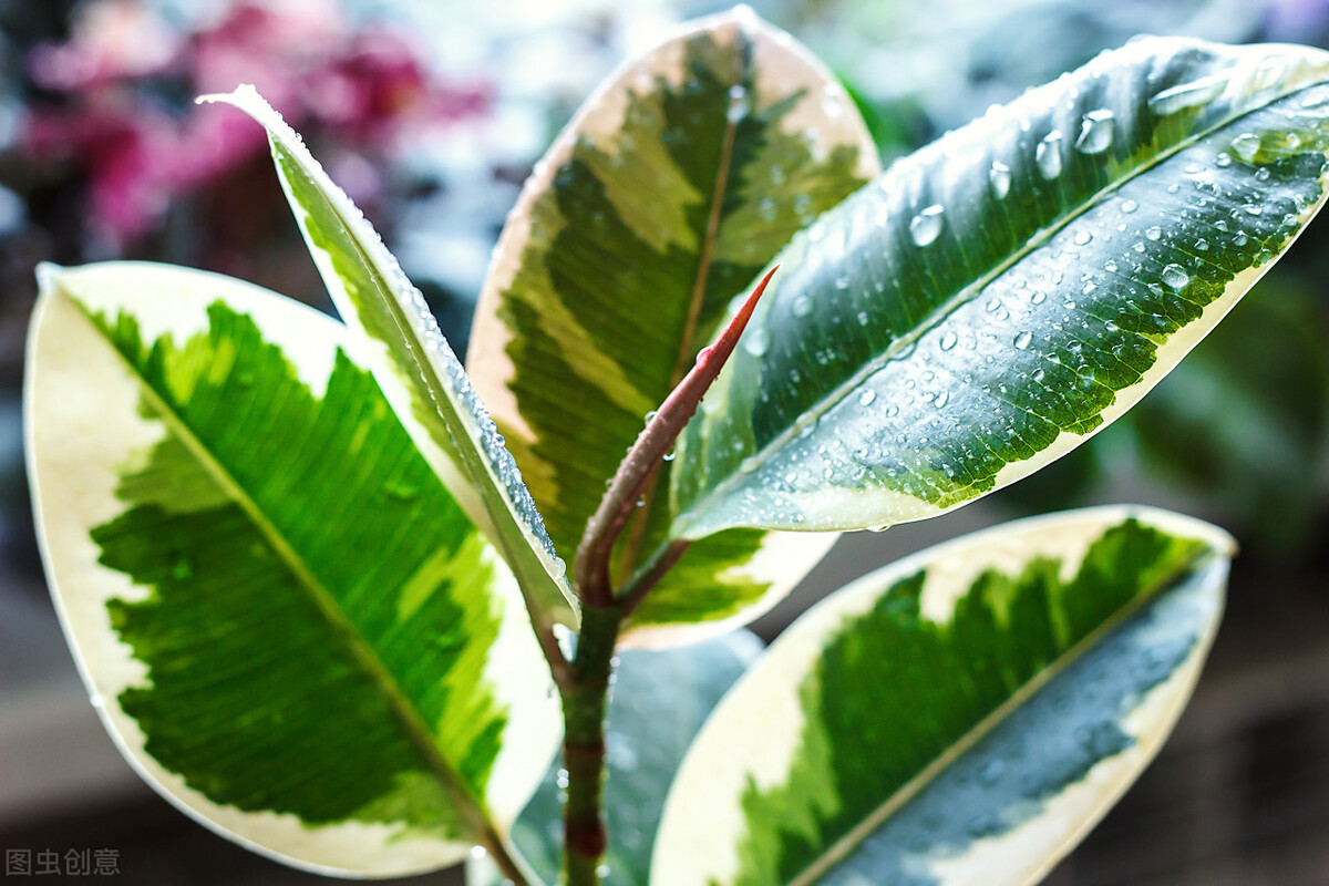 這7種綠植是“空氣凈化小能手”，很適合養在室內，美觀又增氧