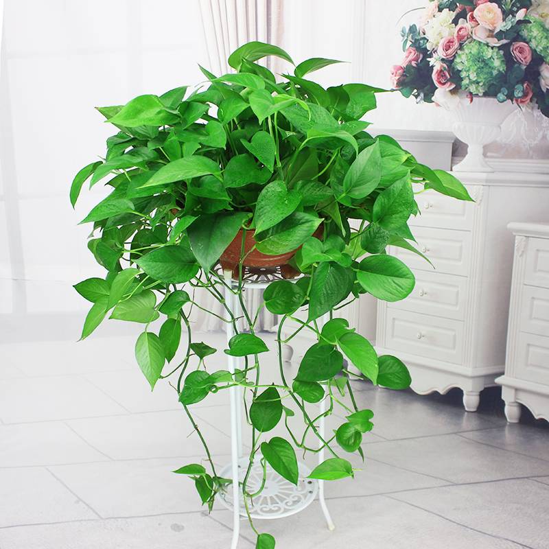 5种“健康花”，客厅一放大气高档，毒气吸光，养人家又旺