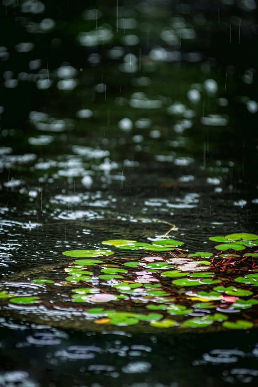 没有最伟大的作品，只有最美好的夏天