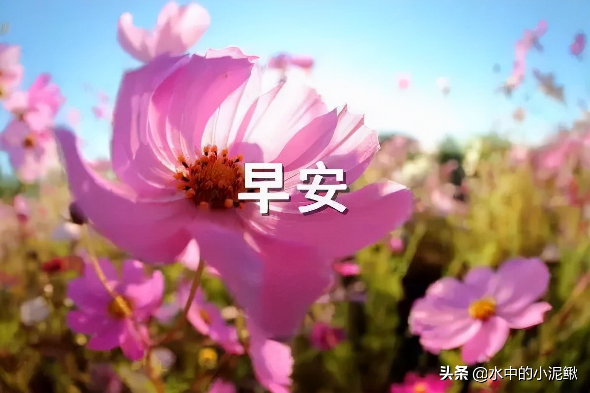早安正能量很精彩的语录说说,经典早上好图片正能量带字